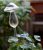 Self-Watering Plant Glass Bulbs