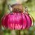 Coneflower Hummingbird Feeder